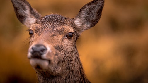 Close up of the face of a Red deer hind in winter